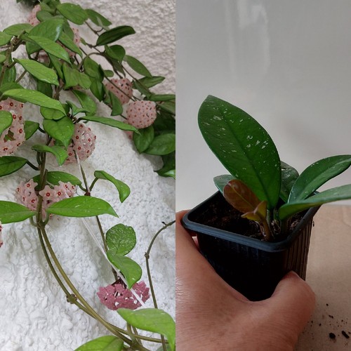 Hoya carnosa rooted - 🌿,