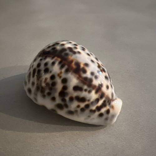 Large tiger cowrie cypraea - tiger,