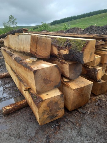 Green oak beam - oak, structural