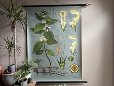 Vintage WHITE NETTLE school