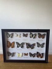 Set of 14 Framed Butterflies