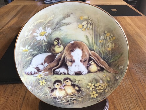 Basset hound puppy ducklings - basset,