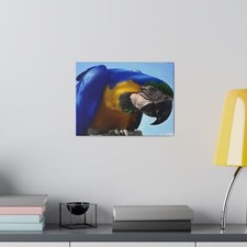 Blue & Gold Macaw, 0.75"