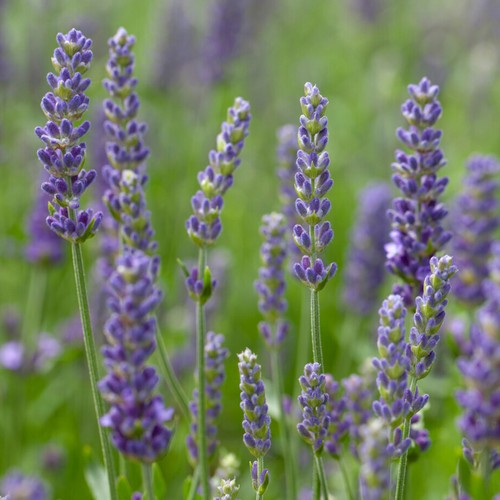 Lavender blue spear fully - spear,