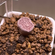 Exact Plant，1pc Lithops Hallii v. Ochracea acf 'Purple’, Living Stone