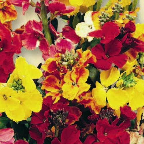 Wallflower mixed hardy - mixed.,