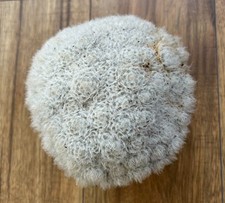 Mammillaria plumosa. Beautiful