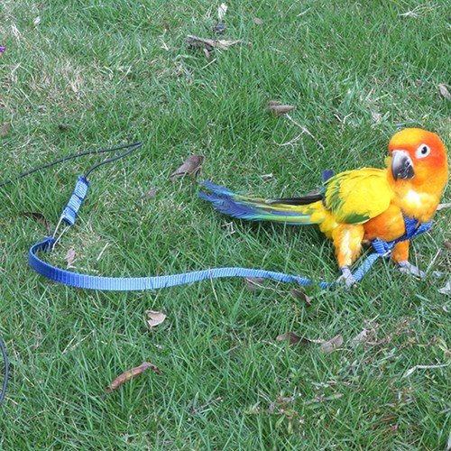 Outdoor training toy parrot - outdoor,