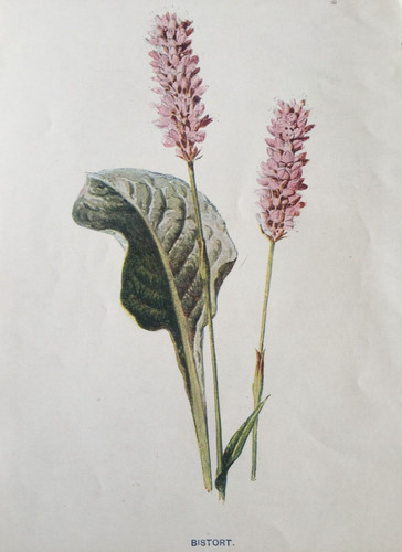 Bistort botanical c1902 - botanical,