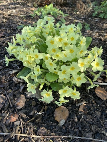 Primula vulgaris wild - vulgaris,,