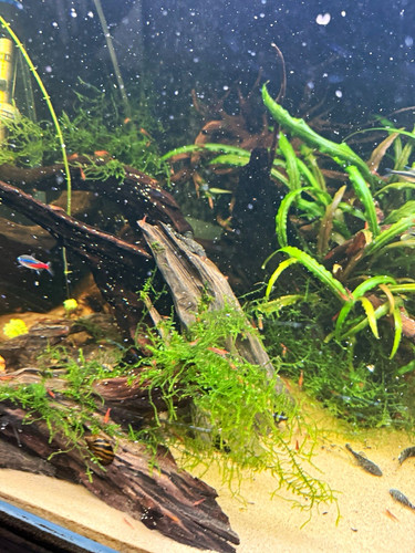 Glass freshwater 300l fish - glass,