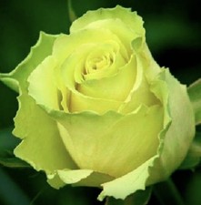 HYBRID TEA ROSE ‘GREEN