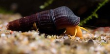 Rabbit Snails 2 PACK -