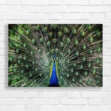 Majestic Peacock with Nature