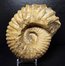 Whole ammonite fossil - whole,