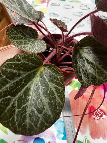 Strawberry begonia house - 1,