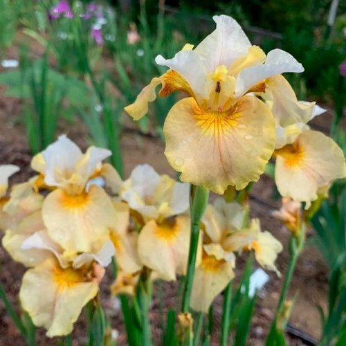 Iris sibirica white amber - sibirica,