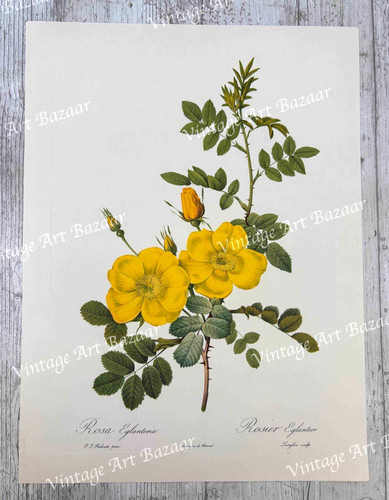Yellow rose rosa eglanteria - rosa,