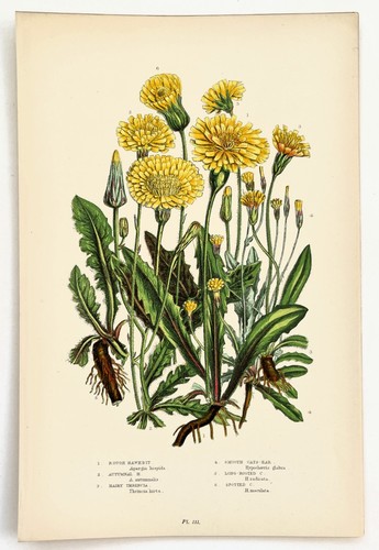 Hawkbit cats ear anne - -, pratt