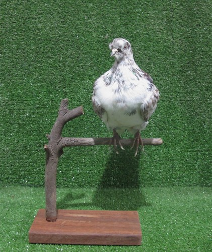 Perched brown white - white, fleck