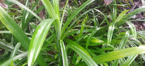 Rampe 100 pure organic - rampe,