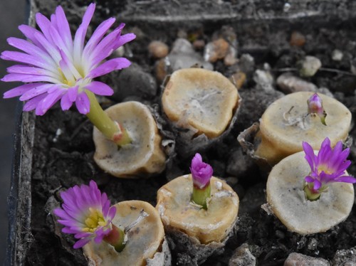 Conophytum chrisocruxum - , (t/l)