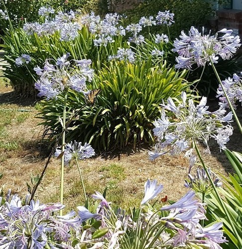 Agapanthus blue lily - blue,