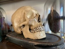 Human Skull Replica Resin