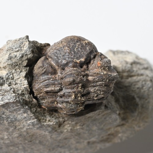 Devon trilobite france - trilobite, geesops