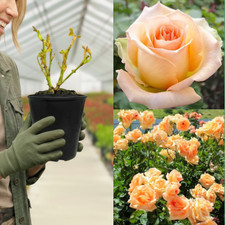 Versilia Rose Plant 3L Pot –