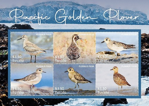 Pacific golden plover - pacific, wading