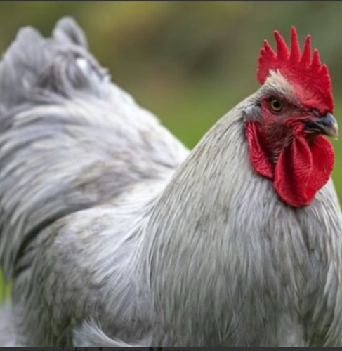 Farm fresh hatching - farm, eggs