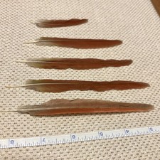 Five Real Conure Parrot