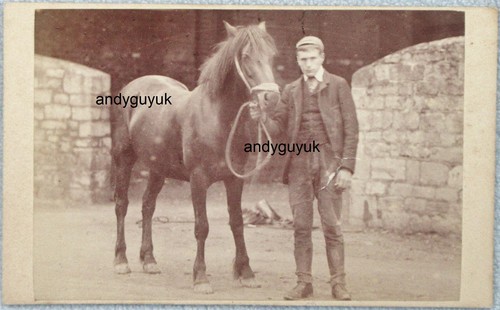Cdv boy horse stable brown - boy,