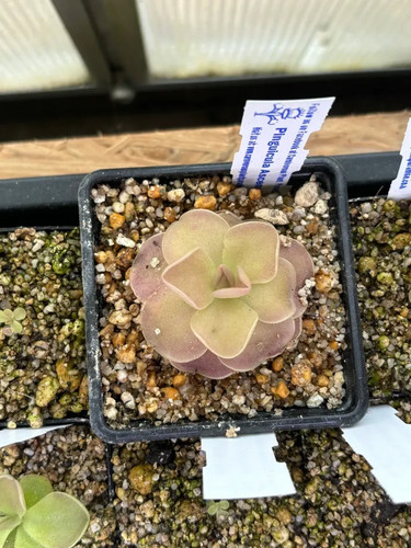 Pinguicula ascension - pinguicula,