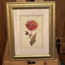 Red Dahlia By Adelene Fletcher Picture, Framed, Wall Hanging 