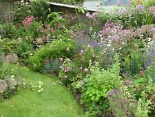 TOUCHWOOD MEDIUM COTTAGE PLANTS SEEDS, many CHOICES unusual rare, BUY 6 +1 free