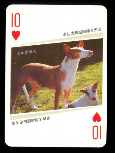 Playing card dog ibizan - 1,
