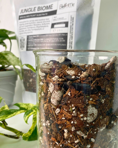 Bloomme plant studio - plant,