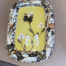 Vtg Butterfly Taxidermy Sea