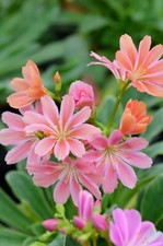 Lewisia cotyledon (Rainbow)