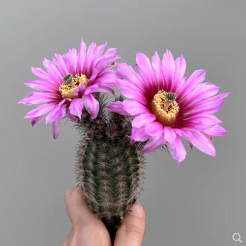 High3 4cm cactus succulent - high3-4cm,