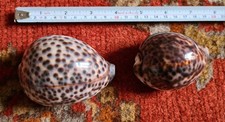Two large Cowrie shells