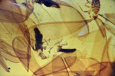 Huge swarm of Isoptera