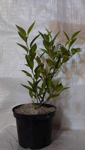 Orange citrus sinensis sweet - citrus, sinensis,