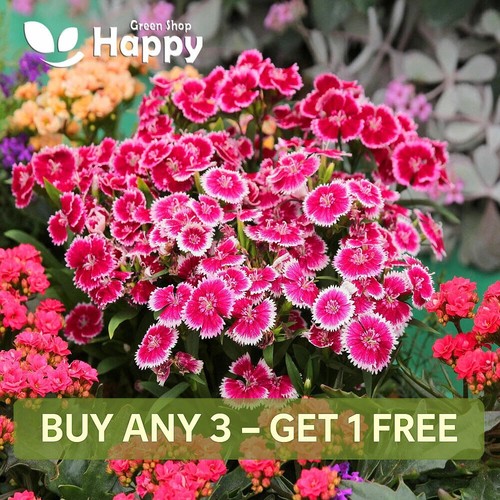 Dwarf maiden pink - maiden, seeds