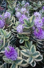 hebe veronica x franciscana 1.5 Litre Pot - Established Plant Shrub - UK SELLER