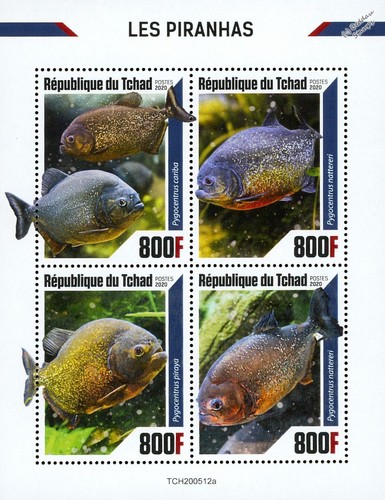 Piranhas piranha fish - piranhas,