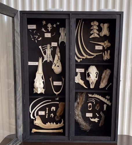 Large bone taxidermy lit - lit, case