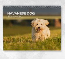 Havanese Dog Calendar 2026